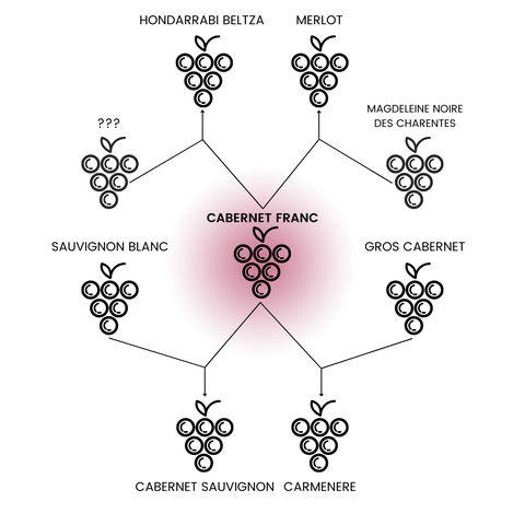 Cabernet Franc's rarity in Lalande-de-Pomerol: tradition and trends